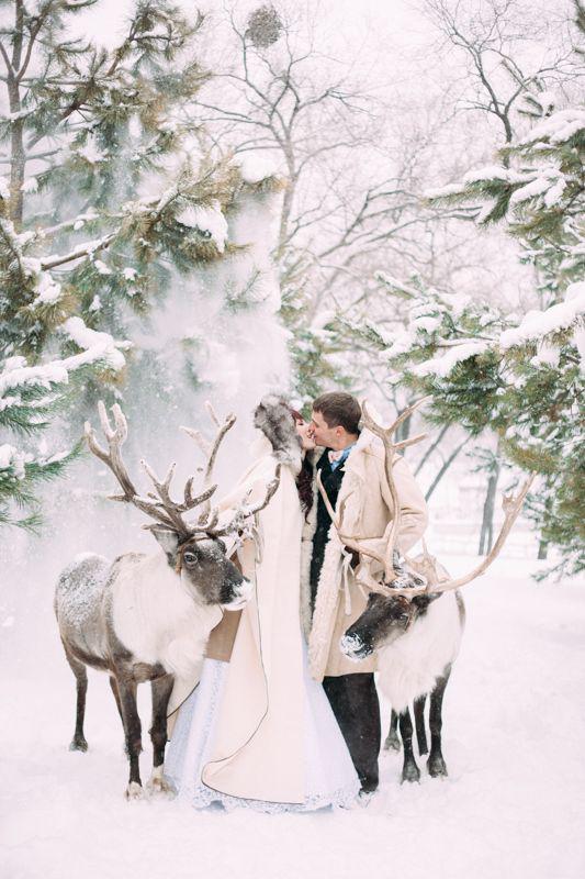 Reindeer- posing for a picture